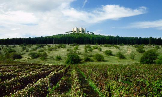 Itinerari - Castel del Monte - Strada dei Vini DOC Castel del Monte