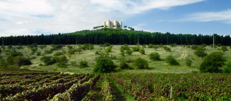 Itinerari - Castel del Monte - Strada dei Vini DOC Castel del Monte