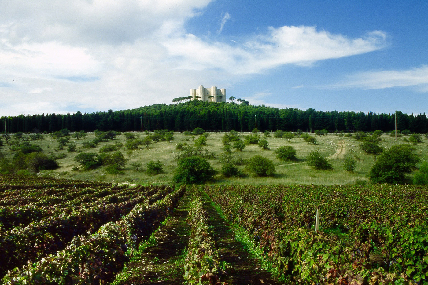 Itinerari - Castel del Monte - Strada dei Vini DOC Castel del Monte