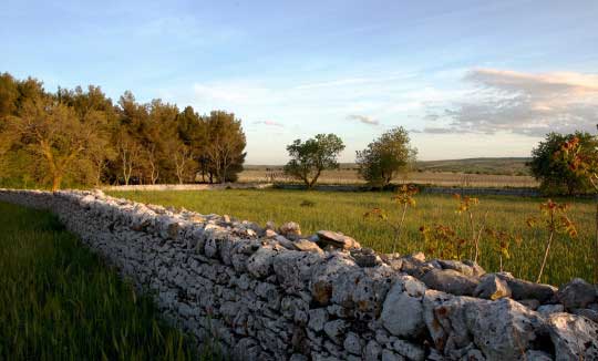 Itinerari - L'alta Murgia - Strada dei Vini DOC Castel del Monte