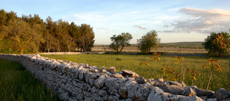 Itinerari - L'alta Murgia - Strada dei Vini DOC Castel del Monte