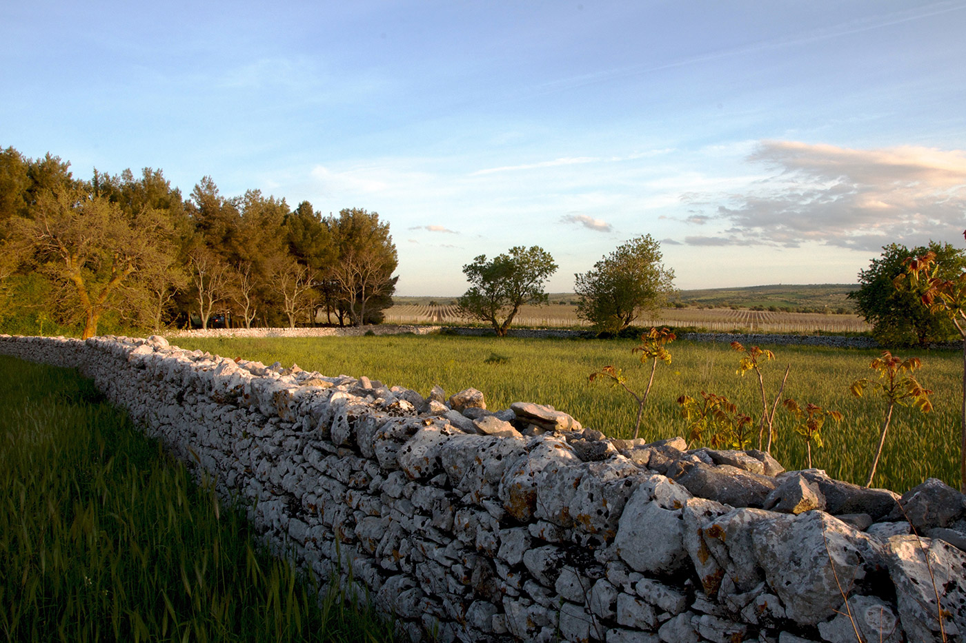 Itinerari - L'alta Murgia - Strada dei Vini DOC Castel del Monte